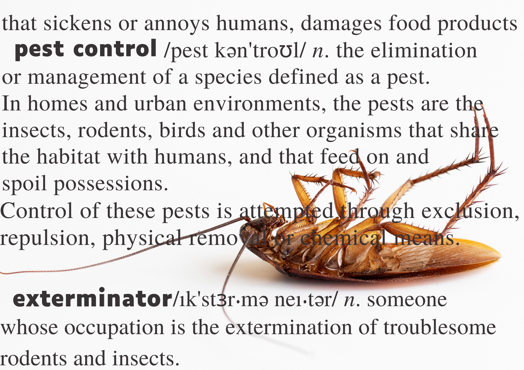 Dictionary Cockroach 2 Tex Gyre