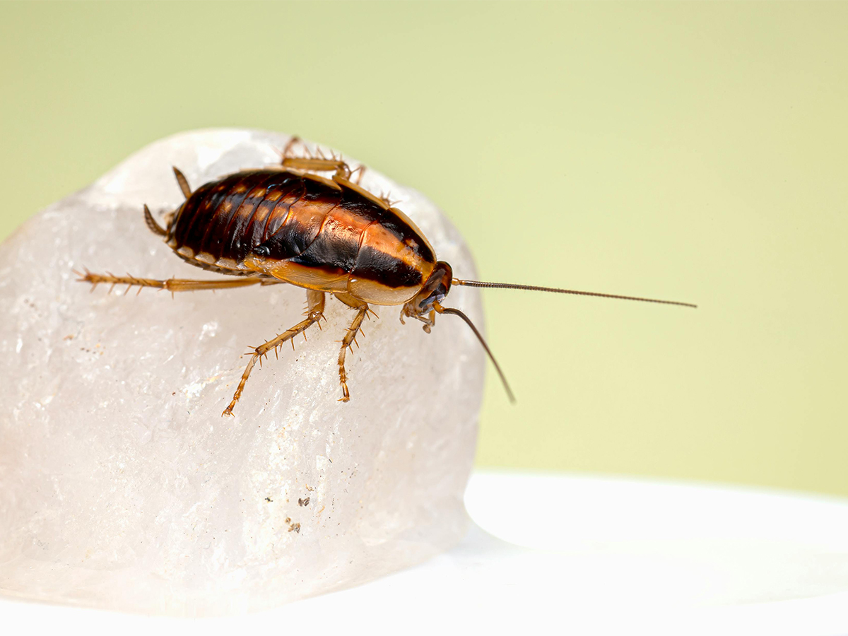 2. Cockroach copy